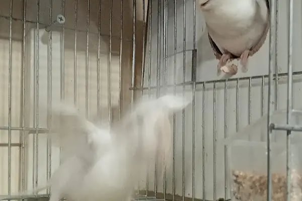 İNEGÖL ALO MAMA İnegöl Petshop Tiryaki petshop inegöl akvaryum - Resim 4