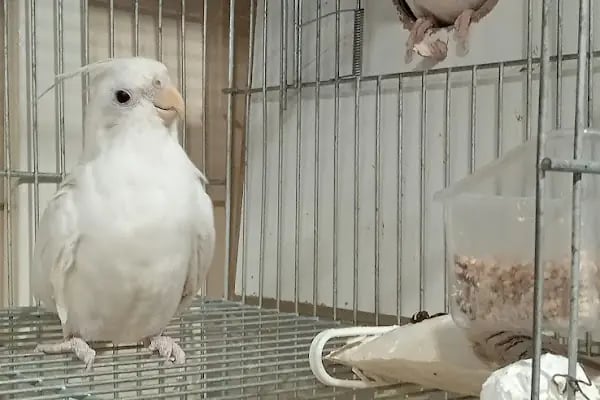 İNEGÖL ALO MAMA İnegöl Petshop Tiryaki petshop inegöl akvaryum - Resim 2