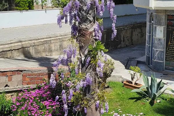 Mahmutlar Belediyesi Düğün Salonu - Resim 6
