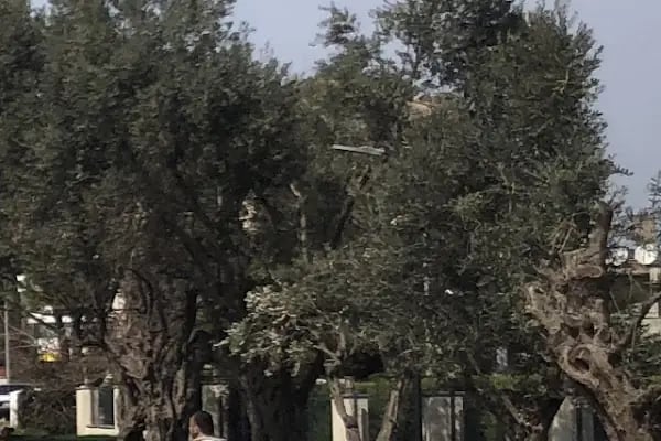 Ardıçlı Parkı - Resim 14