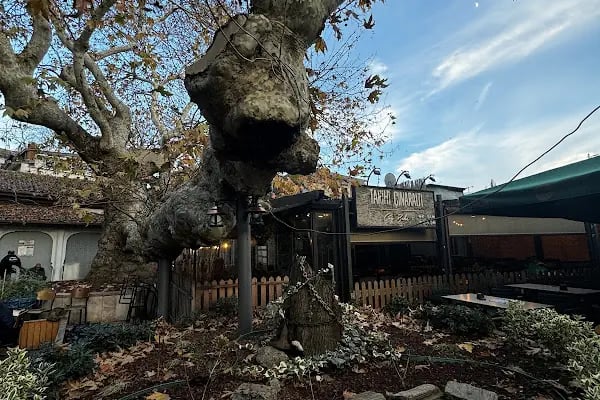 Çengelköy Tarihi Çınaraltı - Resim 13