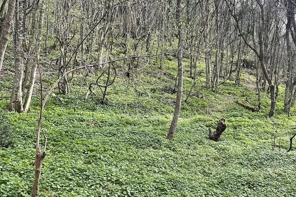 Kanara Kanyonu Kamp Alanı - Resim 4