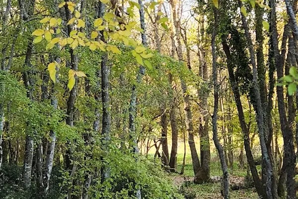 Kanara Kanyonu Kamp Alanı - Resim 12