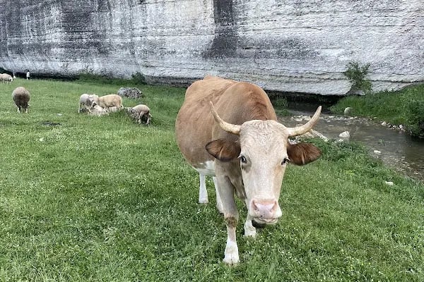 Kanara Kanyonu Kamp Alanı - Resim 18