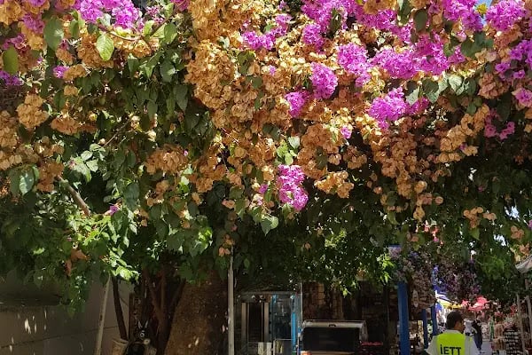 İskele Meydanı - Resim 5