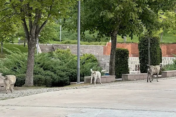 Altınpark piknik alanı - Resim 7