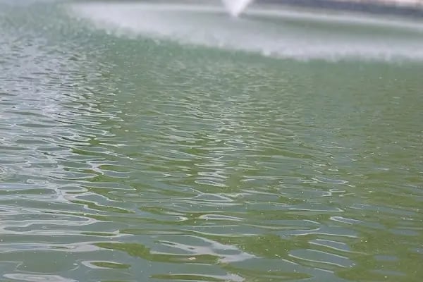 Altınpark piknik alanı - Resim 16
