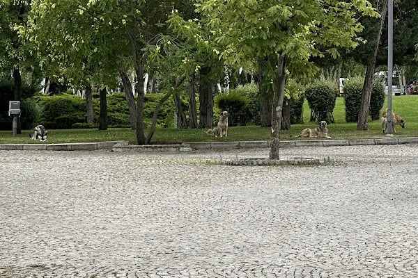 Altınpark piknik alanı - Resim 5