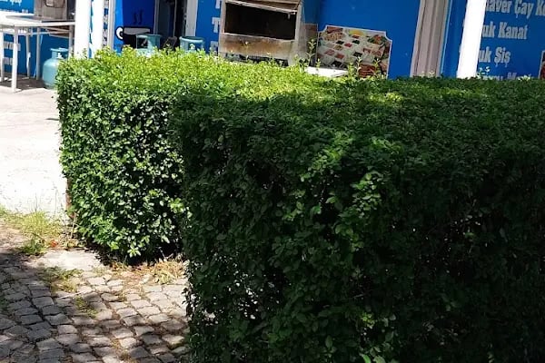 Altınpark piknik alanı - Resim 10
