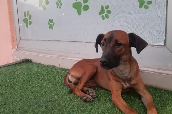SEMMpati Petshop - Resim 11