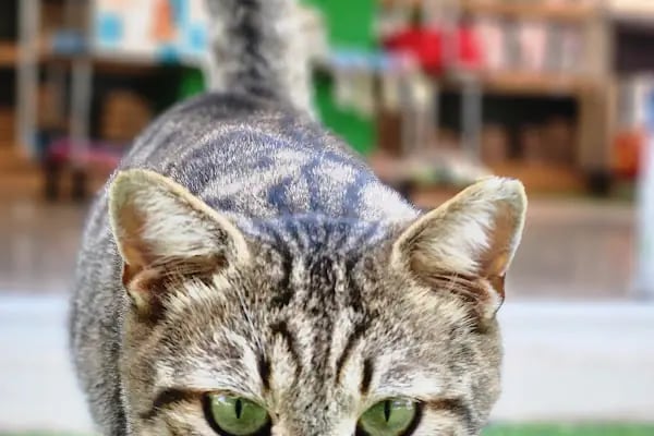 SEMMpati Petshop - Resim 7