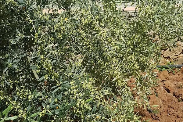 Merkez Anadolu Kimya - Resim 20
