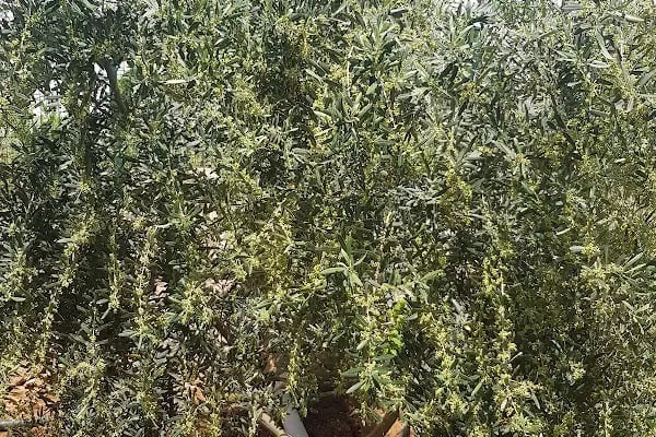 Merkez Anadolu Kimya - Resim 11