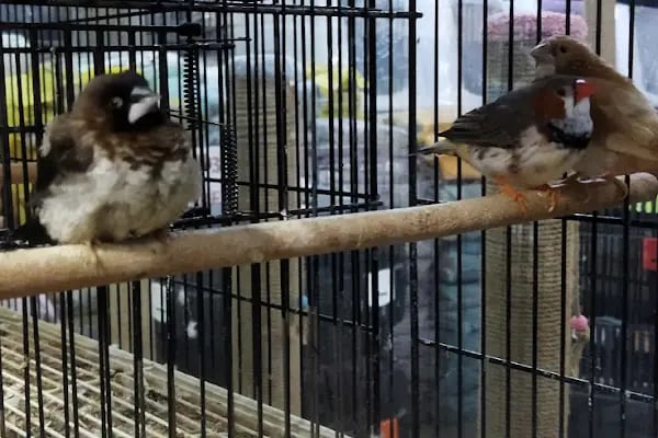 Rüyam Petshop Ve Balıkçılık Malzemeleri - Resim 7