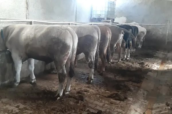 Kılıç Besi Çiftliği - Resim 18