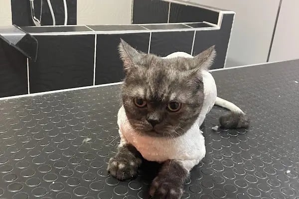 MIHAV Petshop - Resim 10