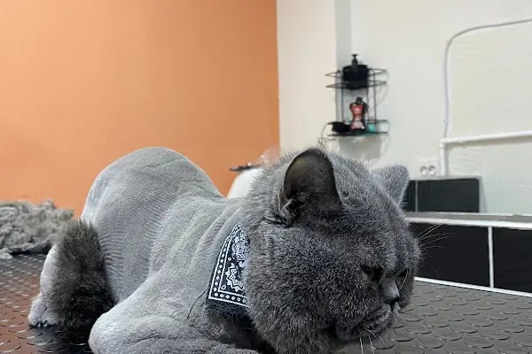 MIHAV Petshop - Resim 2