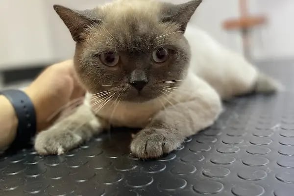 MIHAV Petshop - Resim 12
