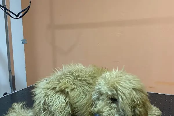 MIHAV Petshop - Resim 7
