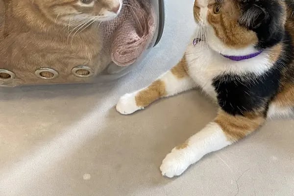 Alsancak Doğa Veteriner Kliniği - Resim 11