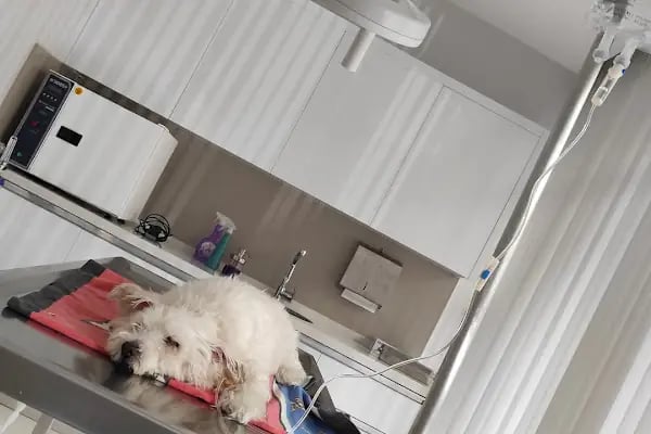 Alsancak Doğa Veteriner Kliniği - Resim 14