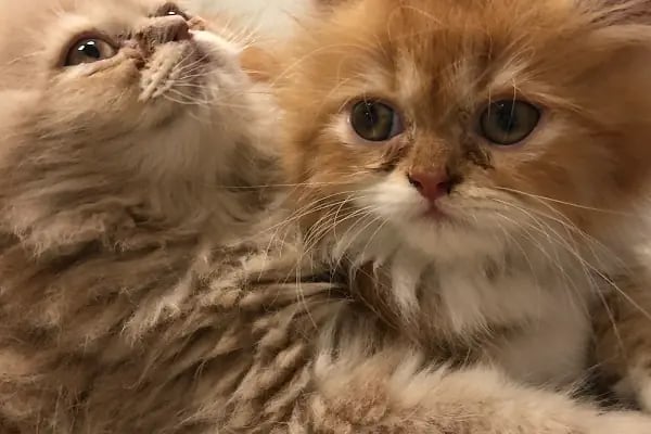 Alsancak Doğa Veteriner Kliniği - Resim 1