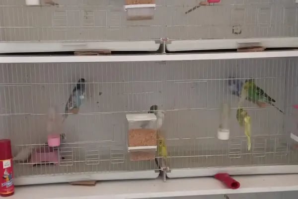 İmera Pet Shop - Resim 7