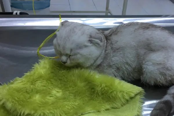 Petgen Veteriner Kliniği - Resim 14