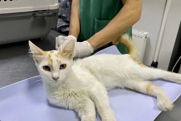 Petgen Veteriner Kliniği - Resim 9