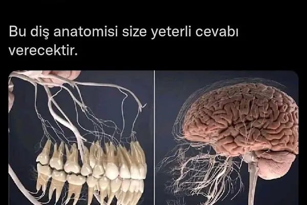 Diş Hekimi Şule Karataş Ünal &amp; Diş Hekimi Furkan Ünal - Resim 14
