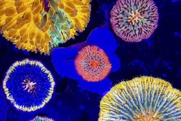 Ensu Coral Reef - Resim 7