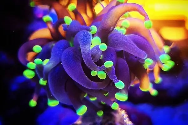 Ensu Coral Reef - Resim 5