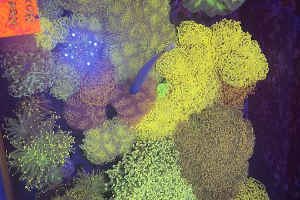 Ensu Coral Reef - Resim 11