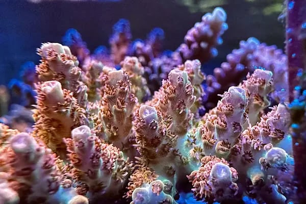 Ensu Coral Reef - Resim 6