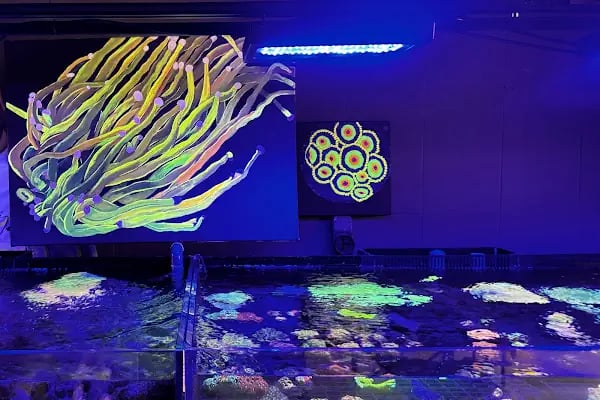 Ensu Coral Reef - Resim 2