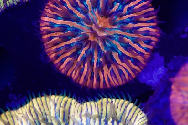 Ensu Coral Reef - Resim 8