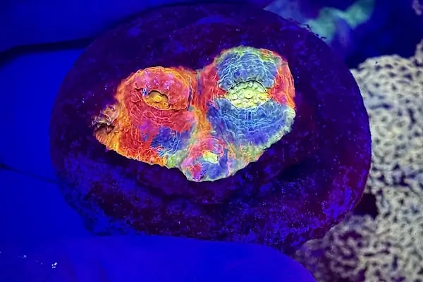 Ensu Coral Reef - Resim 3