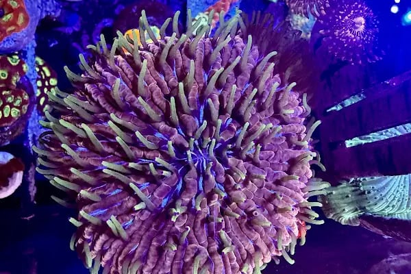 Ensu Coral Reef - Resim 9