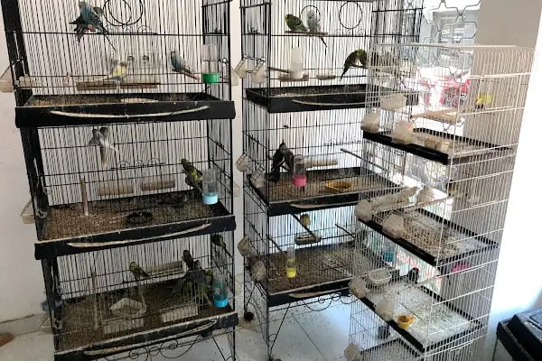 Kumluca Akvaryum-Petshop - Resim 10