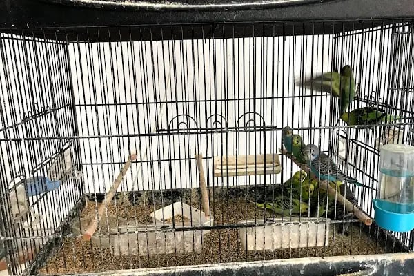 Kumluca Akvaryum-Petshop - Resim 11