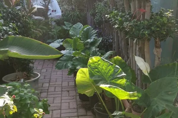 ALANYA BOTANİK PEYZAJ VE ÇİÇEK - Resim 16