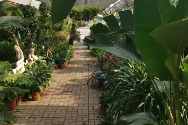 ALANYA BOTANİK PEYZAJ VE ÇİÇEK - Resim 11