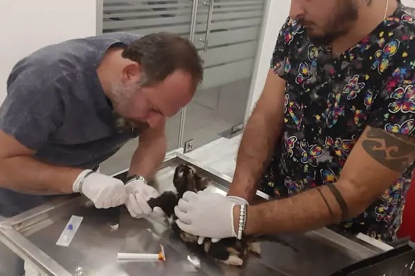 Arya Veteriner Kliniği - Resim 17