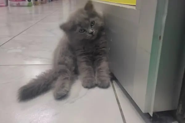 Ceren petshop - Resim 17