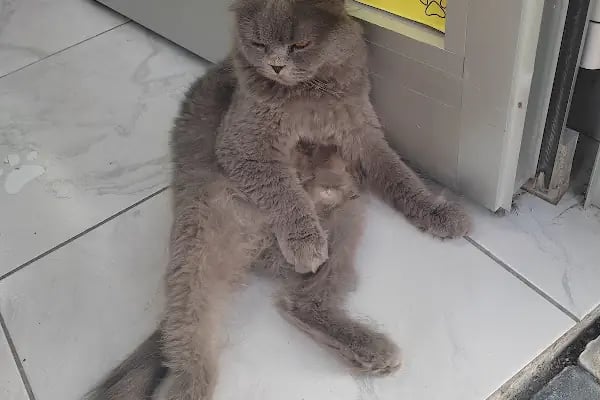 Ceren petshop - Resim 19