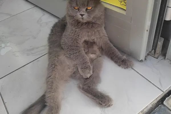 Ceren petshop - Resim 8