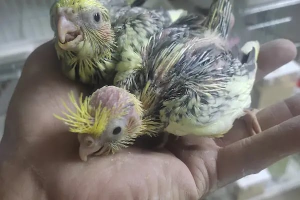 Ceren petshop - Resim 18