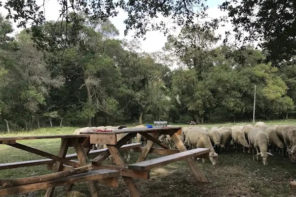 Ünlü Piknik Alanı Turan Ünlü - Resim 10