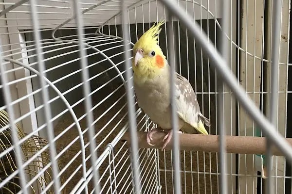 Can Akvaryum | Gaziantep Akvaryum | Gaziantep Pet Shop - Resim 15
