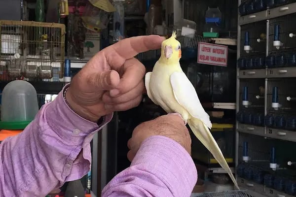 Can Akvaryum | Gaziantep Akvaryum | Gaziantep Pet Shop - Resim 3